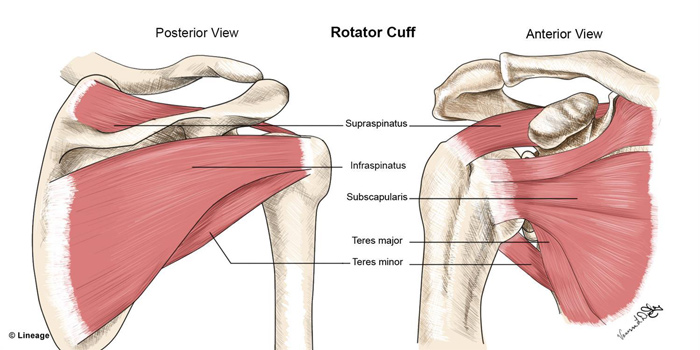 rotator cuff image