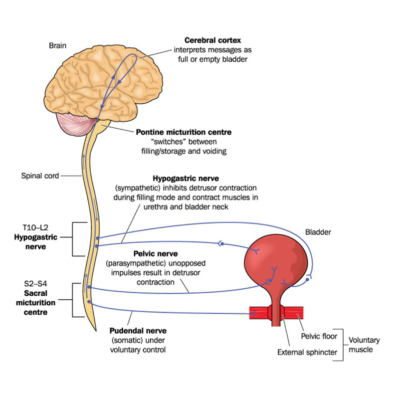 Diagram of brain and bladder